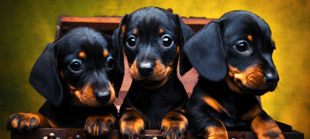 500 Cutest Dachshund Names for a Girl or Boy Puppy Dog – Green Garage